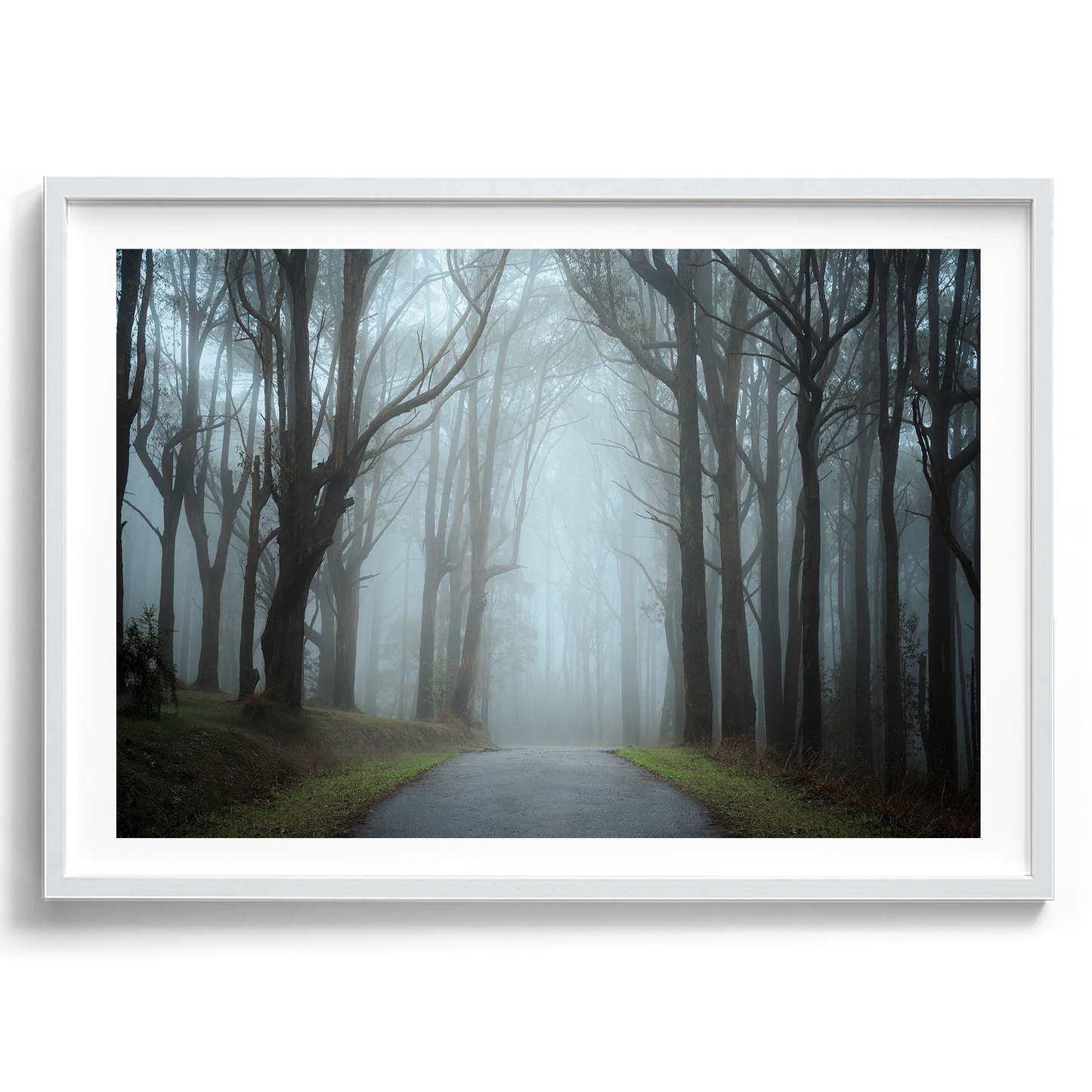 Misty Forest - Dandenong Ranges - Victoria - Wall Art