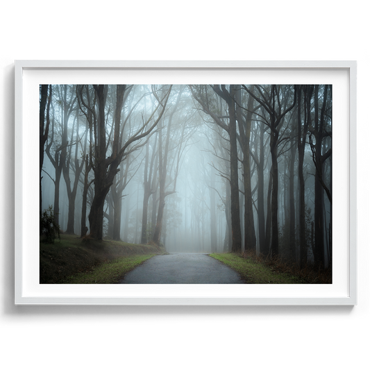Misty Forest in Dandenong Ranges in Victoria artwork presented in a white frame