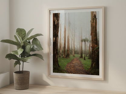 Black Spur Forest - Narbethong - Wall Art