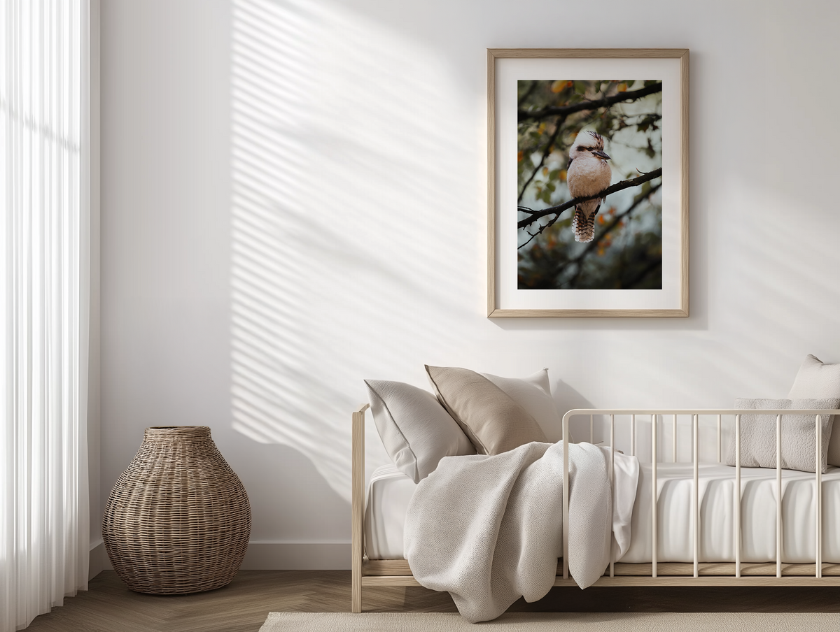 The Perched Kookaburra - Olinda - Wall Art