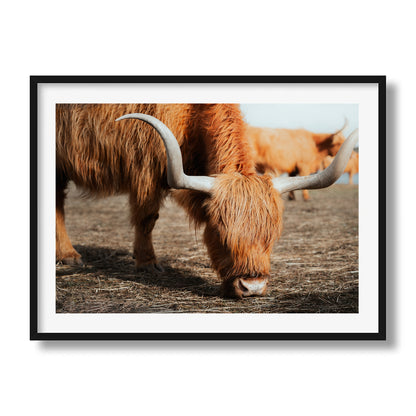 The Hungry Highlander