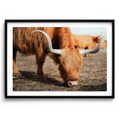 The Hungry Highland Cow - Victoria - Wall Art
