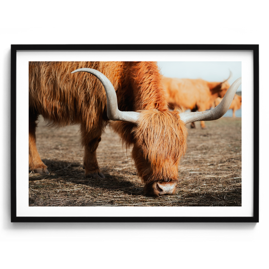The Hungry Highland Cow - Victoria - Wall Art
