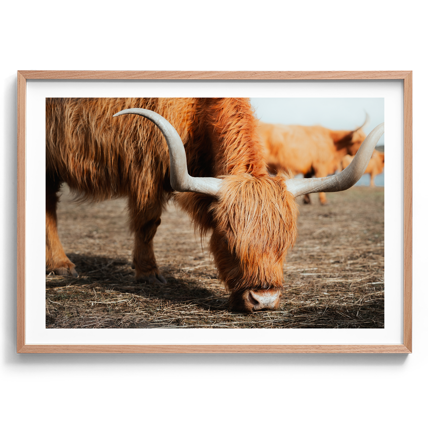 The Hungry Highland Cow - Victoria - Wall Art