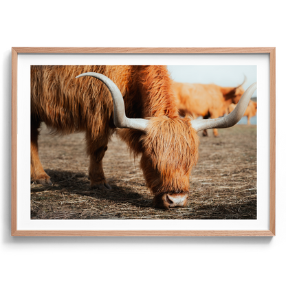 The Hungry Highland Cow - Victoria - Wall Art
