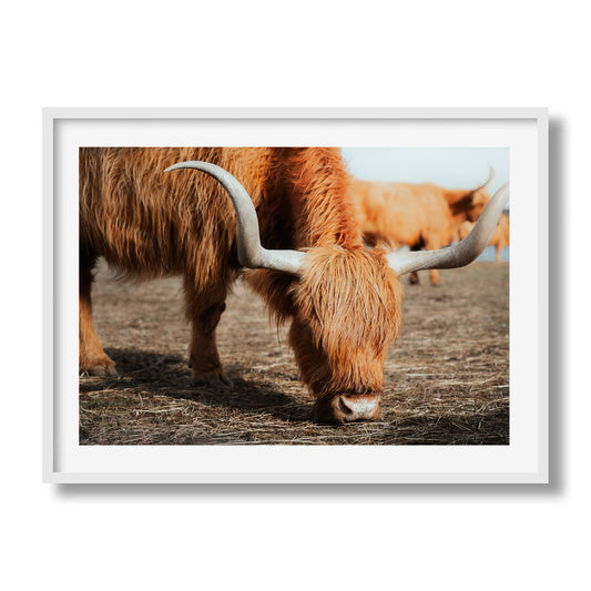 The Hungry Highlander