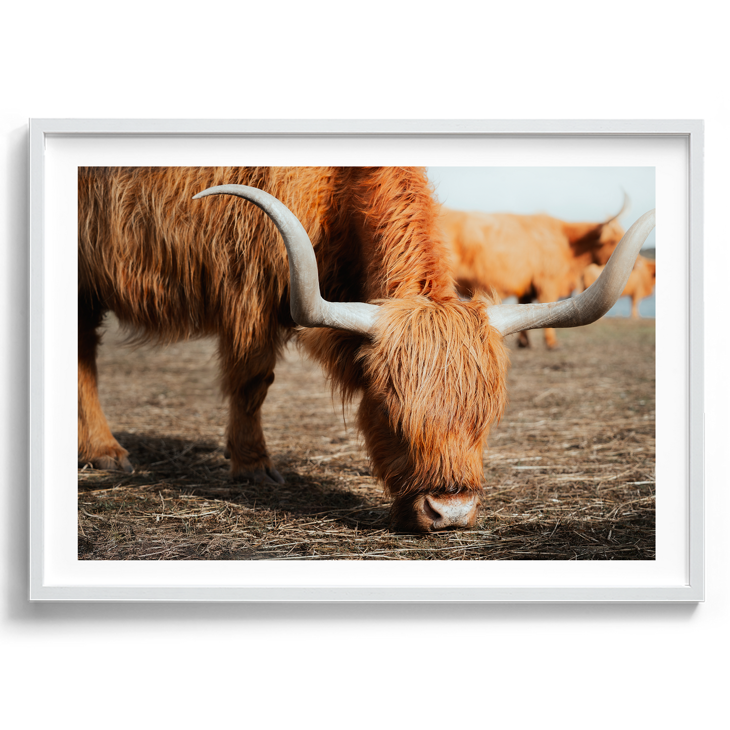 The Hungry Highland Cow - Victoria - Wall Art