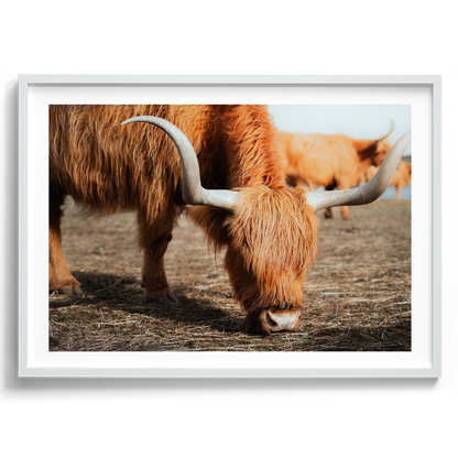The Hungry Highland Cow - Victoria - Wall Art
