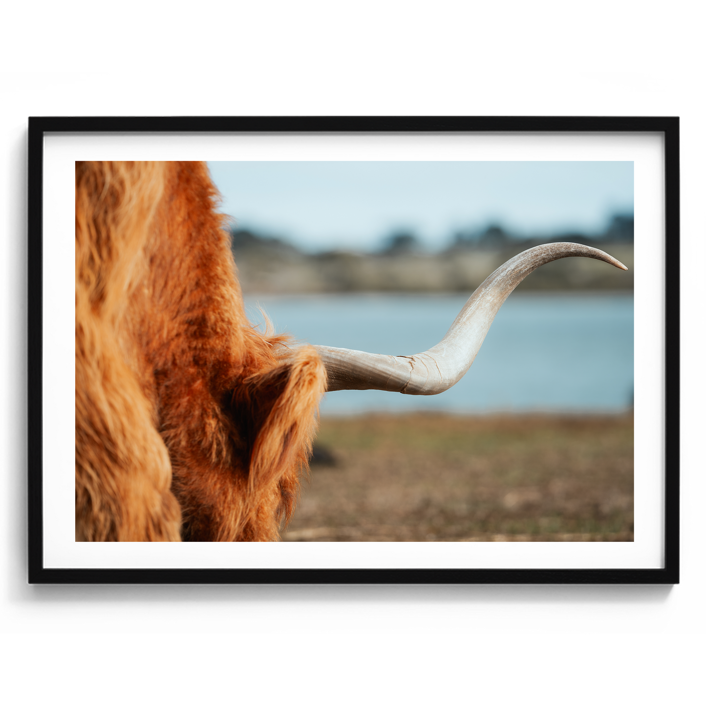 Highland Cow Horn - Phillip Island Victoria