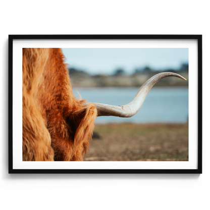Highland Cow Horn - Phillip Island Victoria