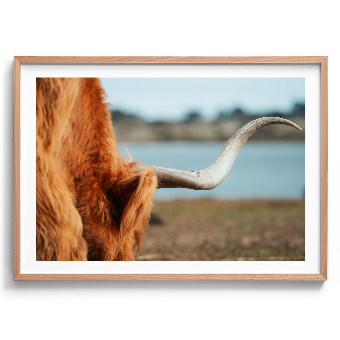 Highland Cow Horn - Phillip Island Victoria