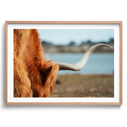 Highland Cow Horn - Phillip Island Victoria