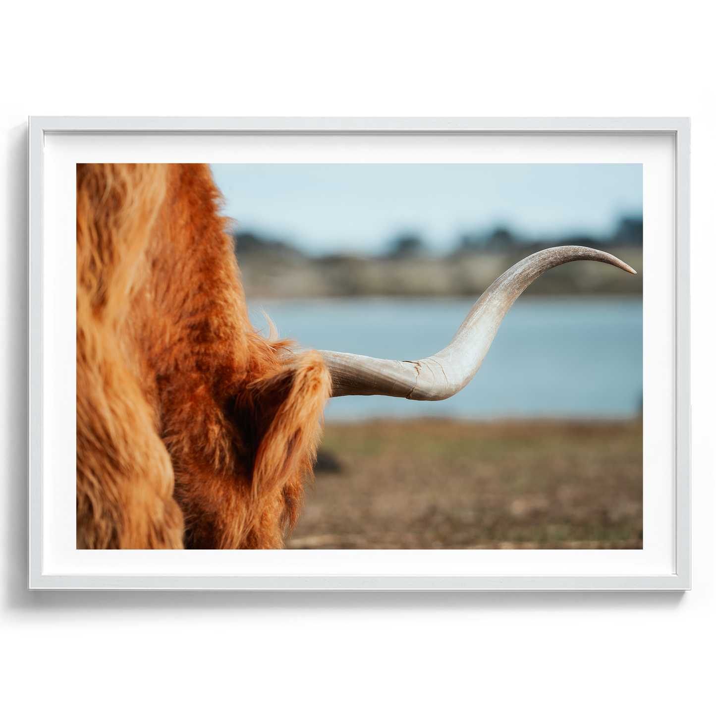 Highland Cow Horn - Phillip Island Victoria