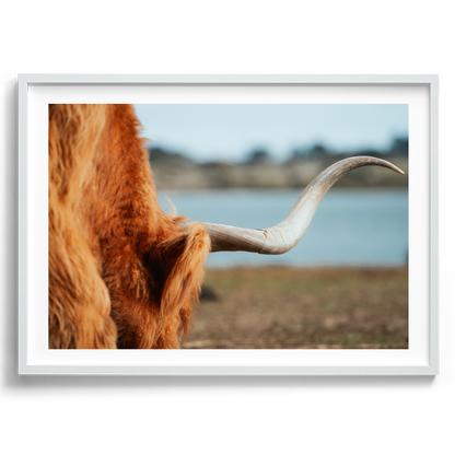 Highland Cow Horn - Phillip Island Victoria