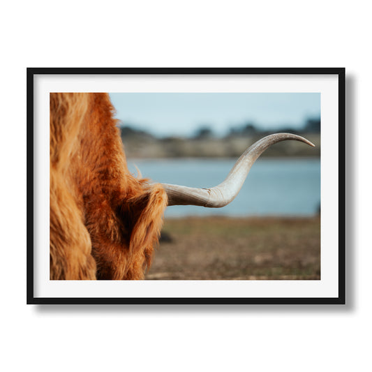 Highland Horn