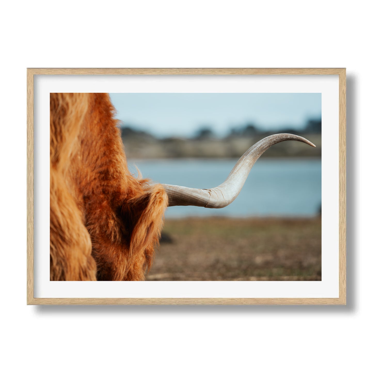 Highland Horn