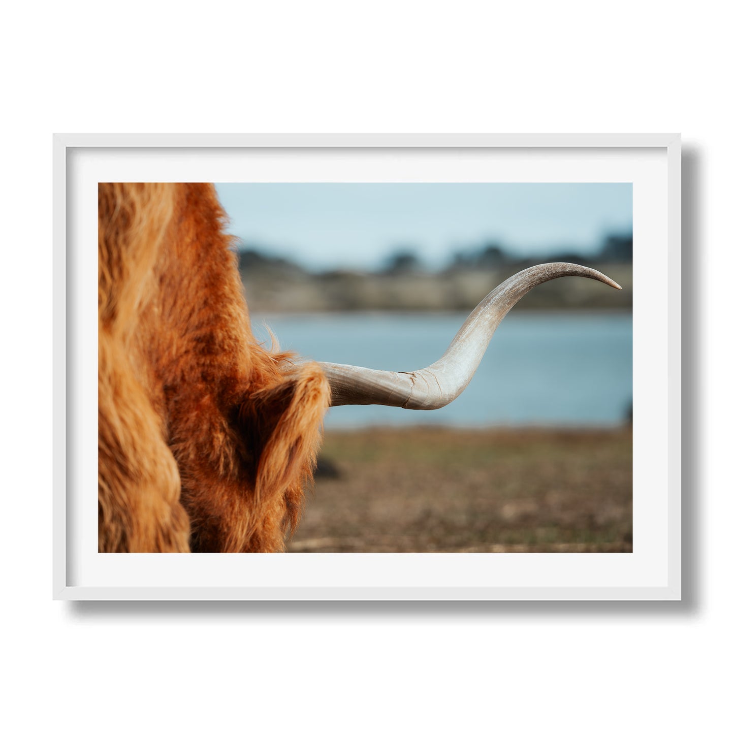 Highland Horn
