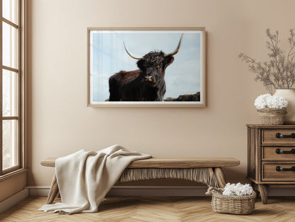 Highland Cow Majesty - Victoria - Wall Art