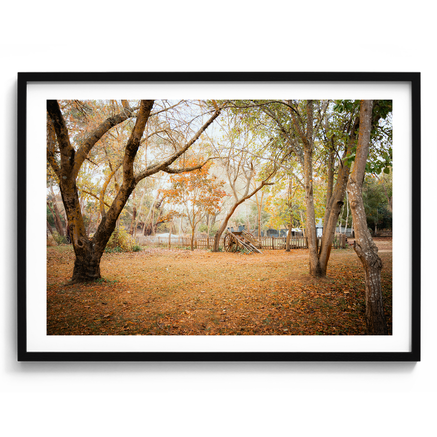 Horse Carriage In The Woods - Daylesford - Wall Art