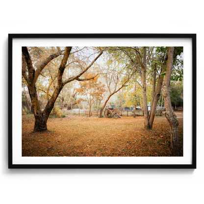 Horse Carriage In The Woods - Daylesford - Wall Art