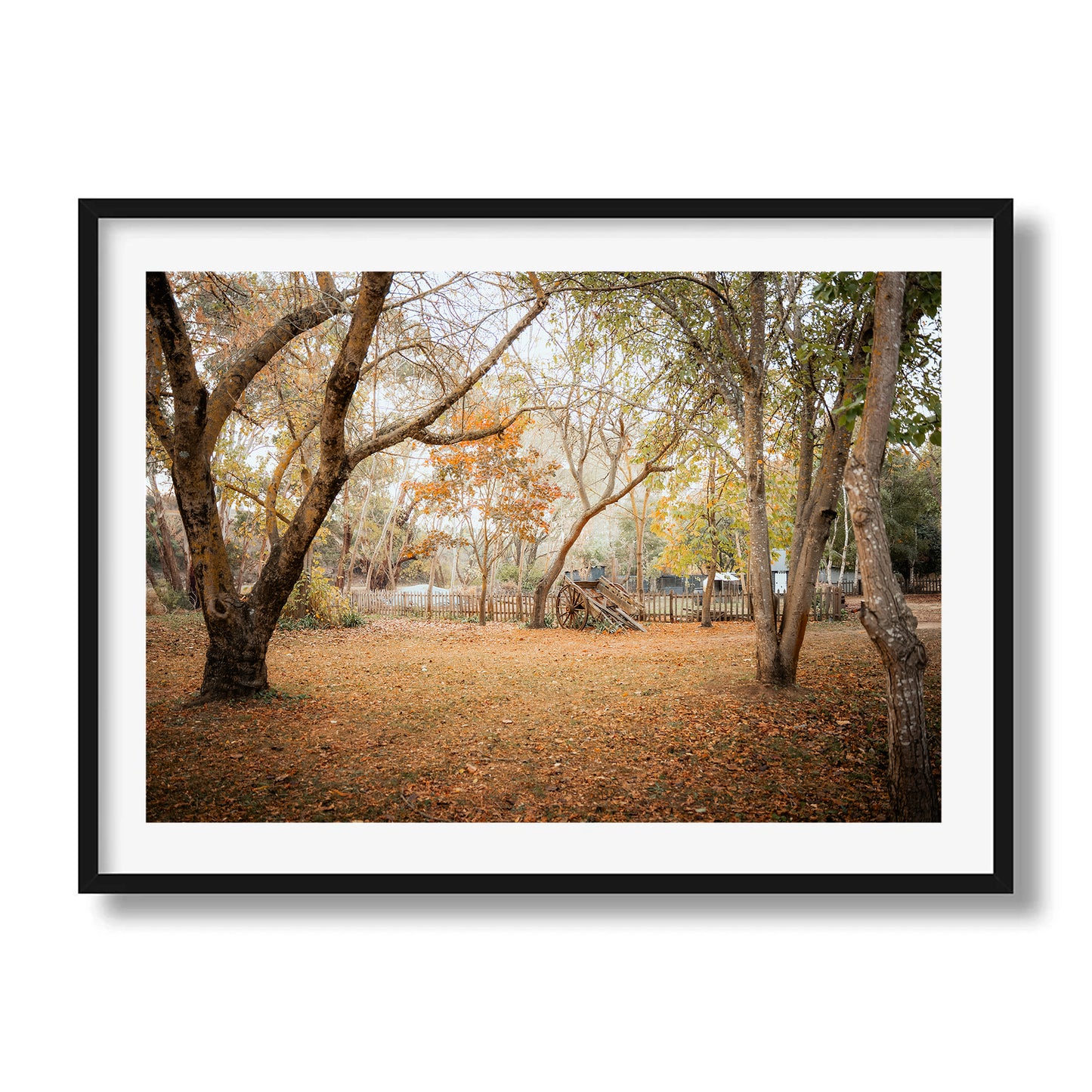 Horse Carriage In The Woods