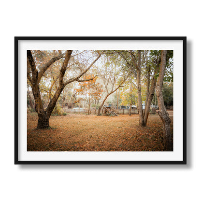 Horse Carriage In The Woods