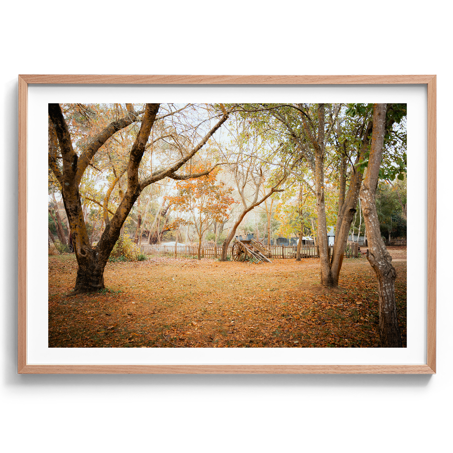 Horse Carriage In The Woods - Daylesford - Wall Art