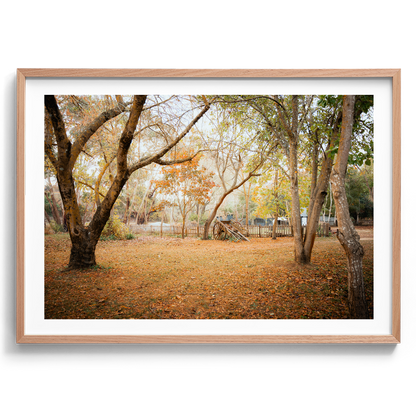 Horse Carriage In The Woods - Daylesford - Wall Art