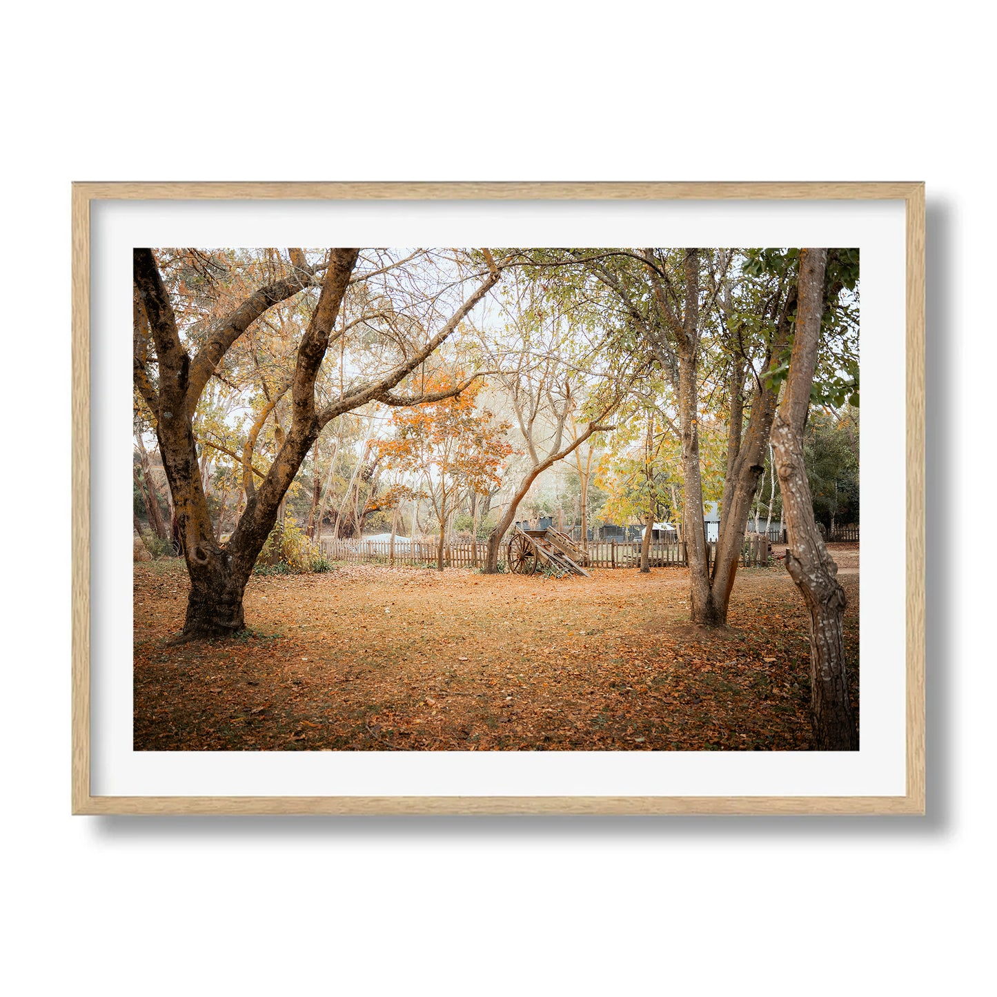 Horse Carriage In The Woods