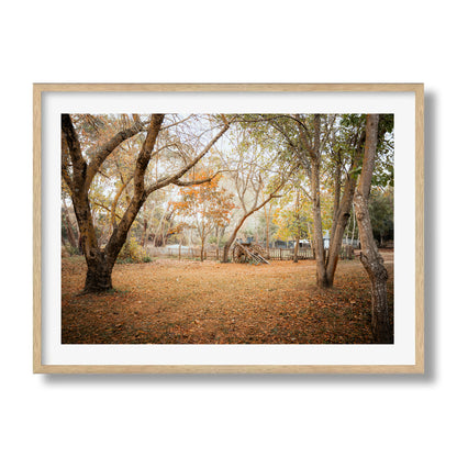 Horse Carriage In The Woods