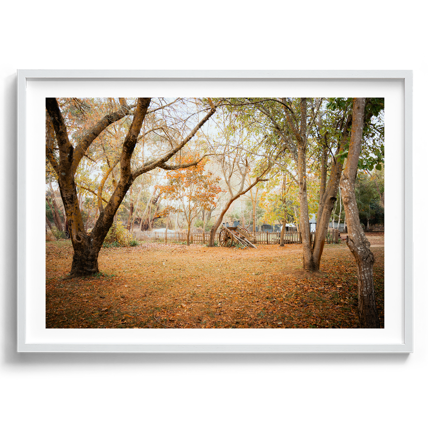 Horse Carriage In The Woods - Daylesford - Wall Art