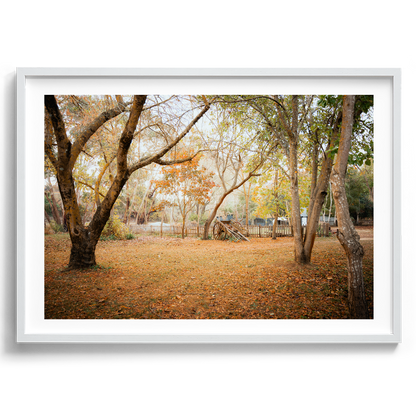 Horse Carriage In The Woods - Daylesford - Wall Art
