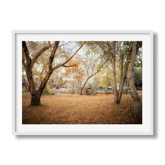 Horse Carriage In The Woods