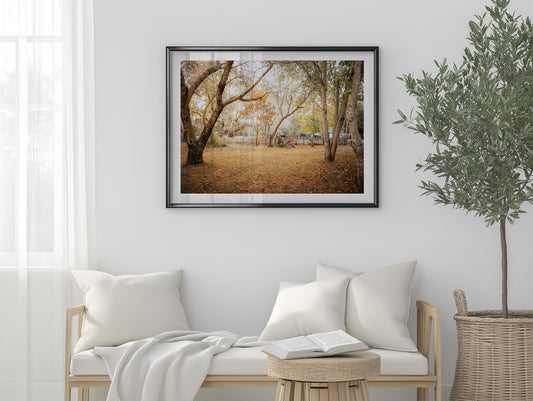 Horse Carriage In The Woods