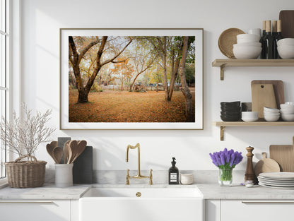 Horse Carriage In The Woods - Daylesford - Wall Art
