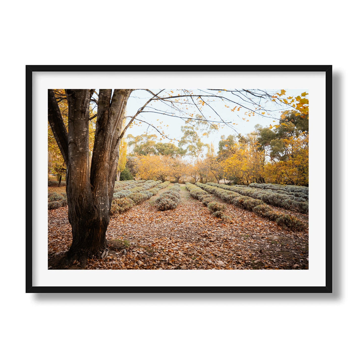 Lavender Field Daylesford