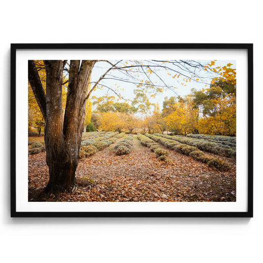 Lavender Field - Daylesford - Wall Art