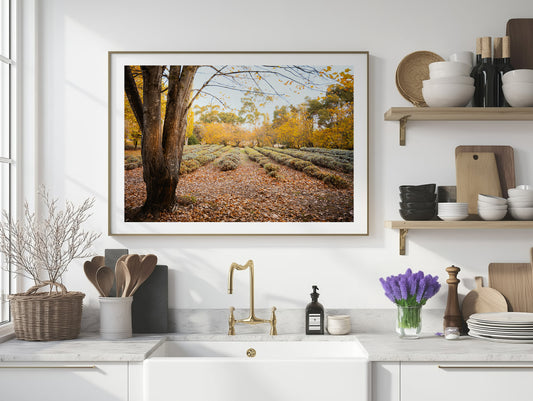 Lavender Field - Daylesford - Wall Art