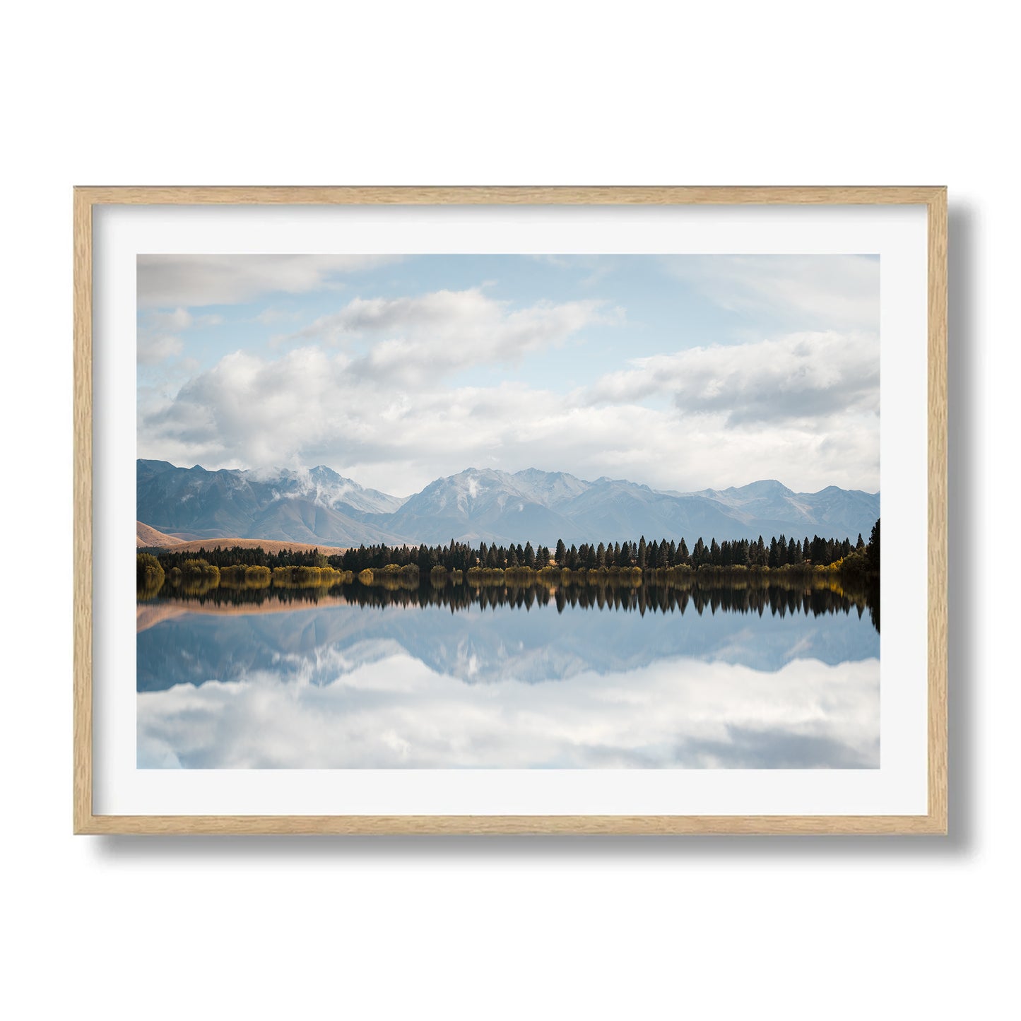 New Zealand Pine Tree Lake Reflection