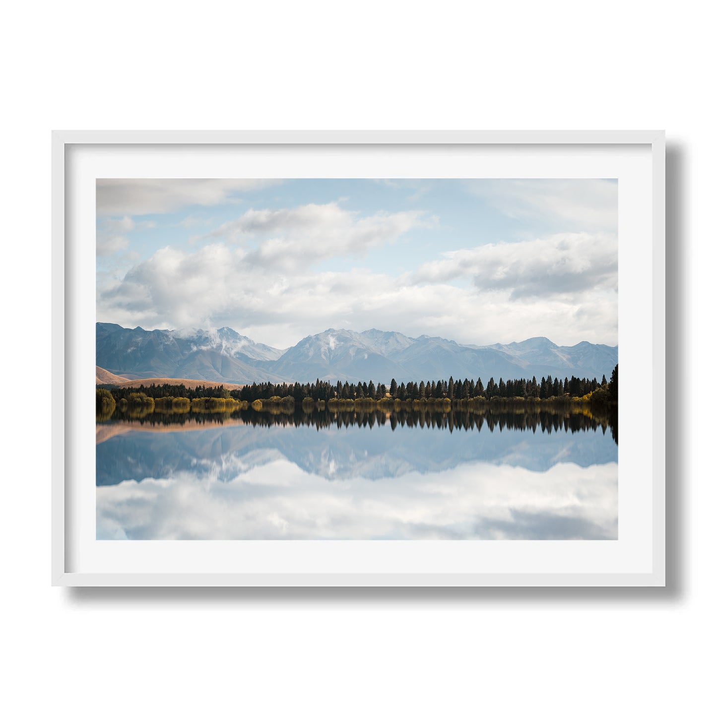 New Zealand Pine Tree Lake Reflection