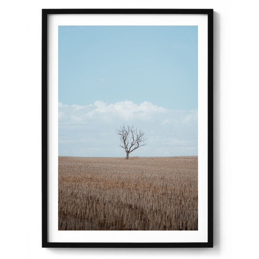 One Tree Field - Wall Art