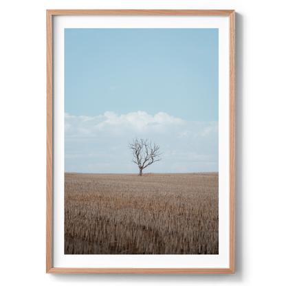 One Tree Field - Wall Art