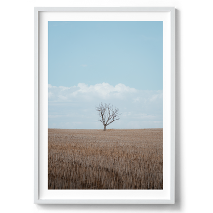 One Tree Field - Wall Art