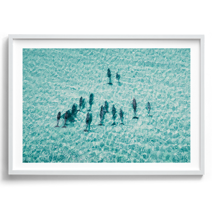 Pod Of Dolphins - South Australia