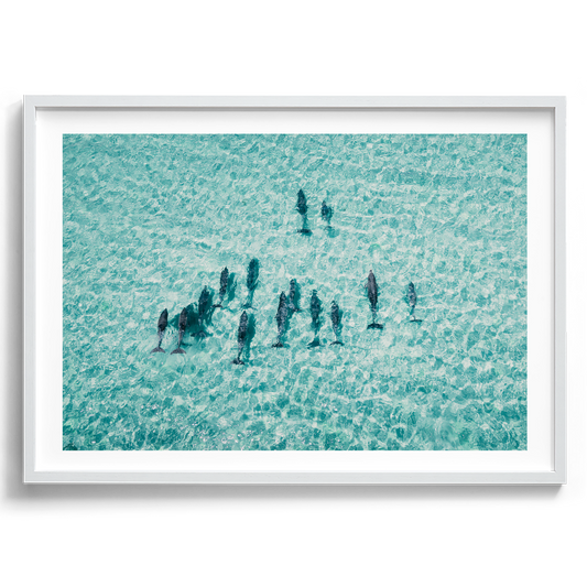 Pod Of Dolphins in South Australia artwork presented in a white frame