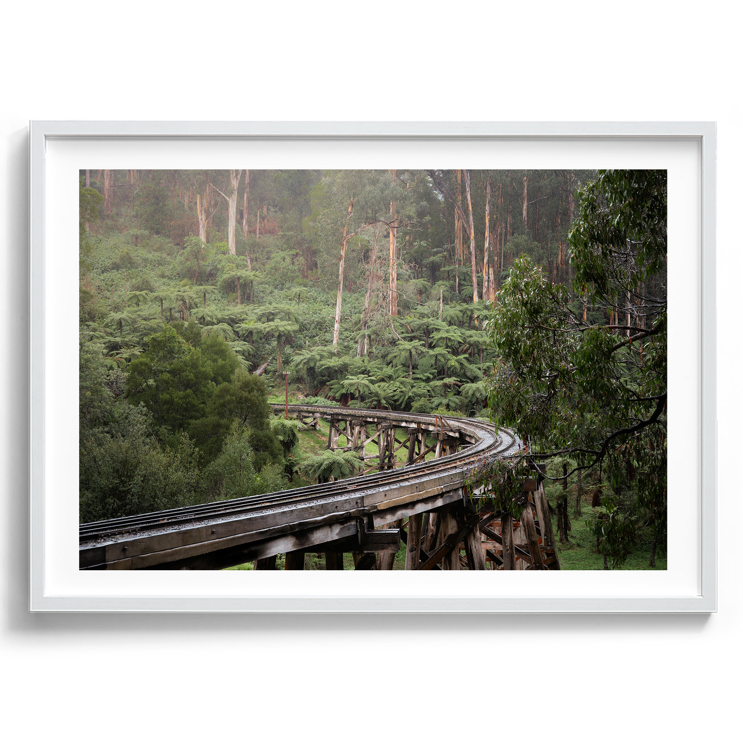 Puffing Billy Trestle Bridge - Victoria - Wall Art