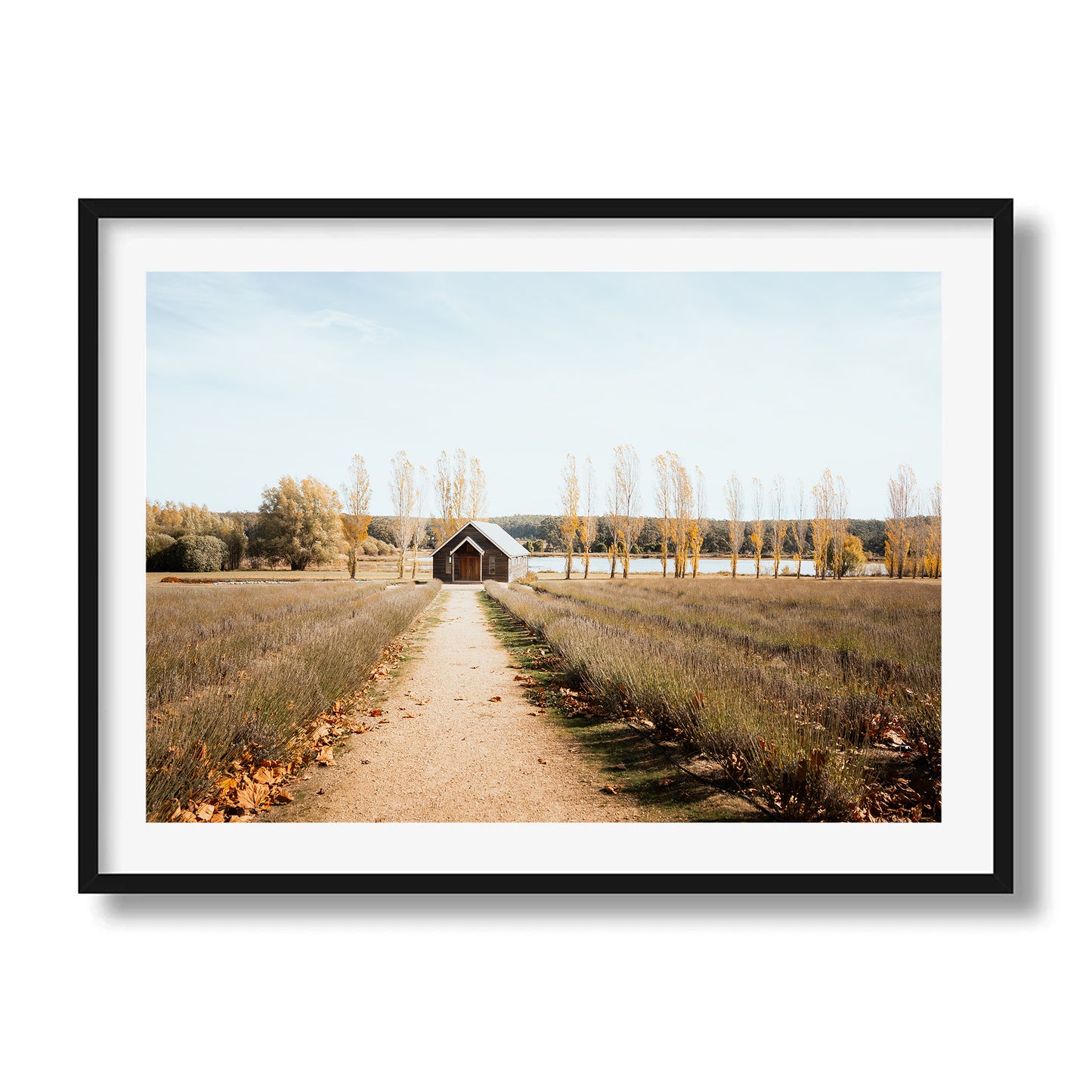 Sault Lavender Field
