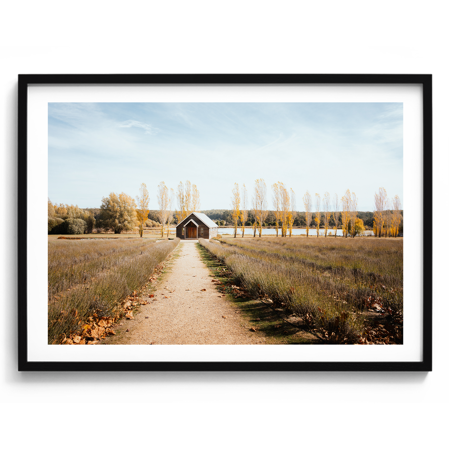 Sault Lavender Field - Daylesford - Wall Art