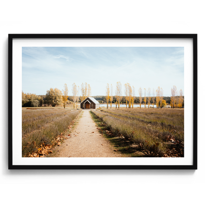 Sault Lavender Field - Daylesford - Wall Art