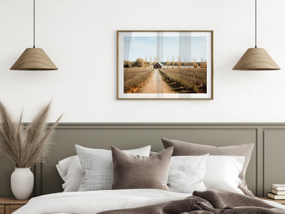 Sault Lavender Field